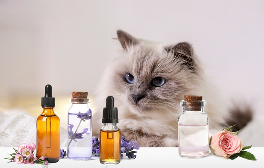 Flacons d’huiles essentielles naturelles avec lavande et rose, avec un chat en arrière-plan. Idéal pour illustrer des produits de soins naturels et apaisants.